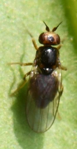 Réf. 356 320 : Gampsocera numerata